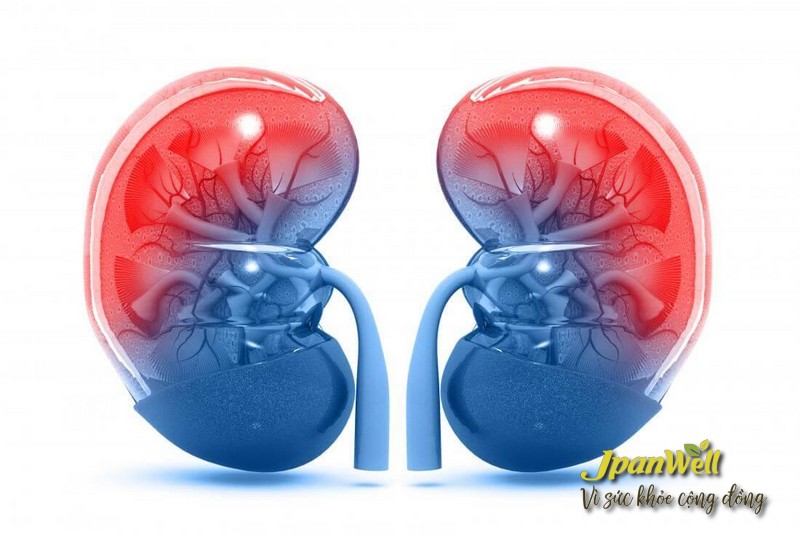 Chức năng thận khỏe mạnh hơn nhờ viên uống Kidney Plus