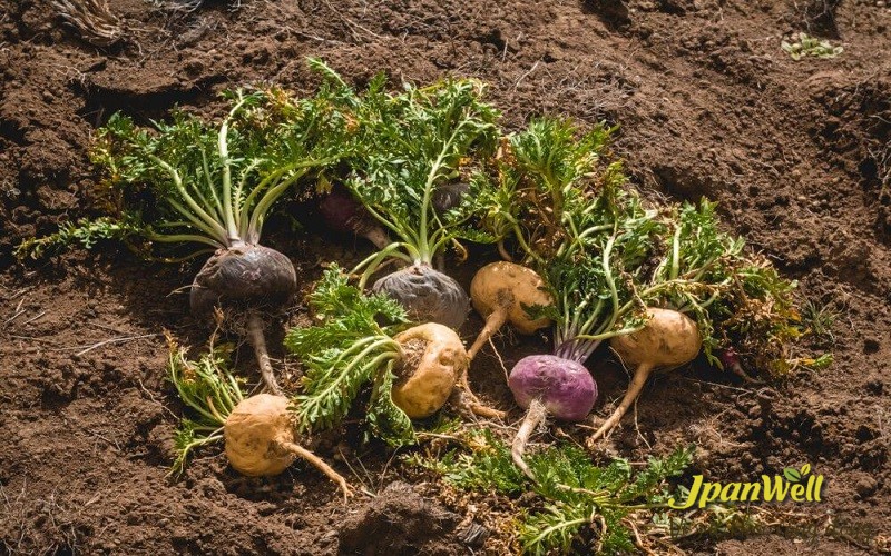 Maca có tên gọi khác là nhân sâm Peru thuộc họ rau cải